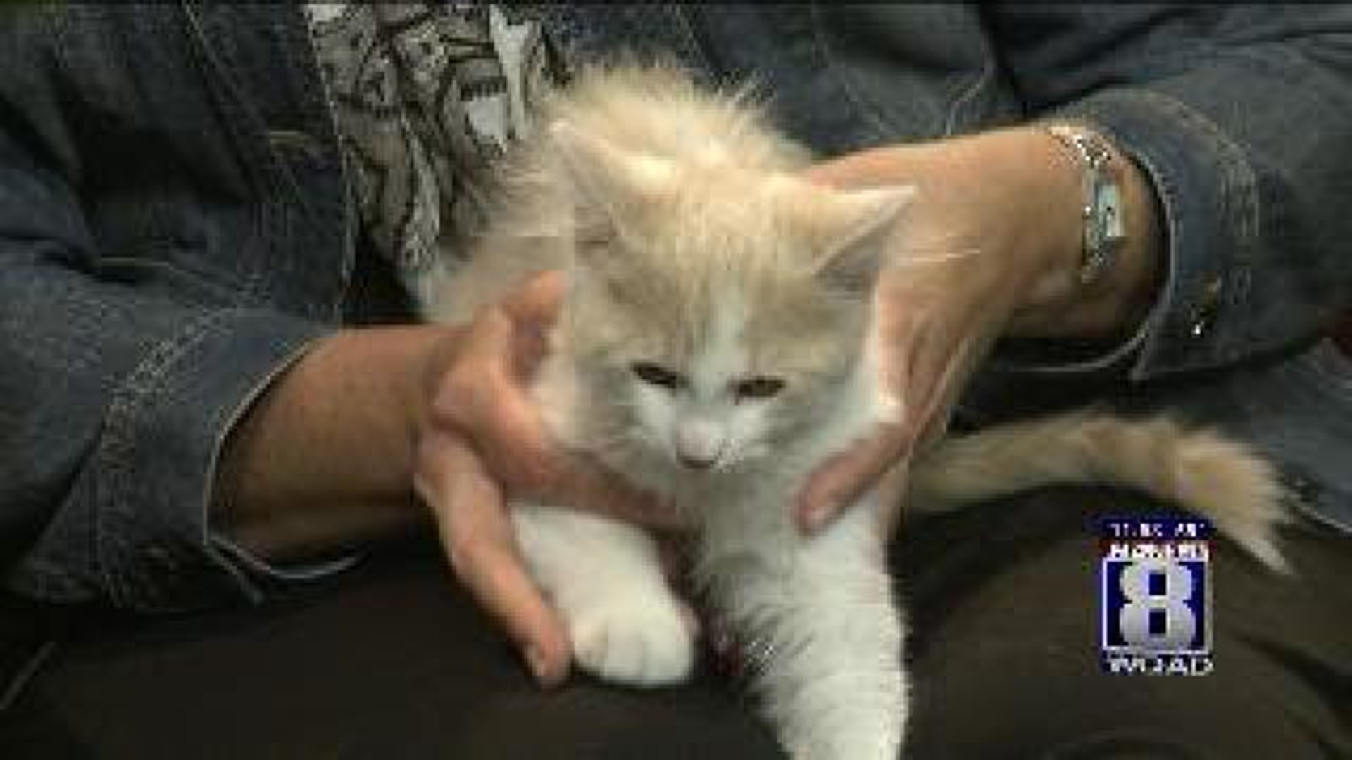 QCAWC Pet of the Week