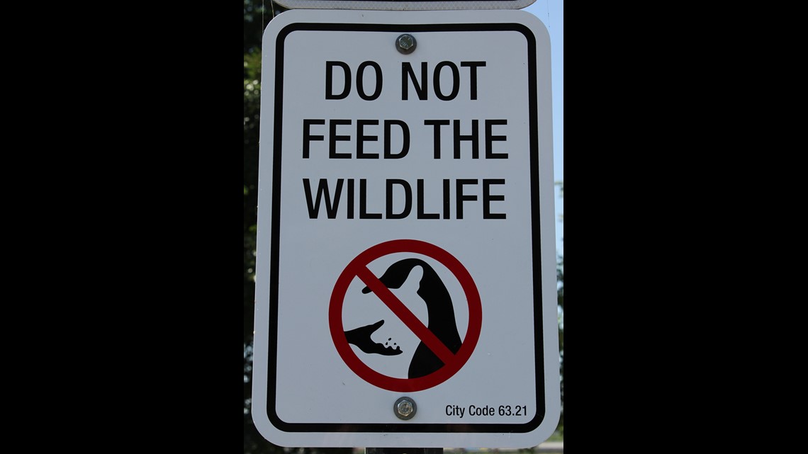Cedar Rapids law prohibits residents from feeding wild animals