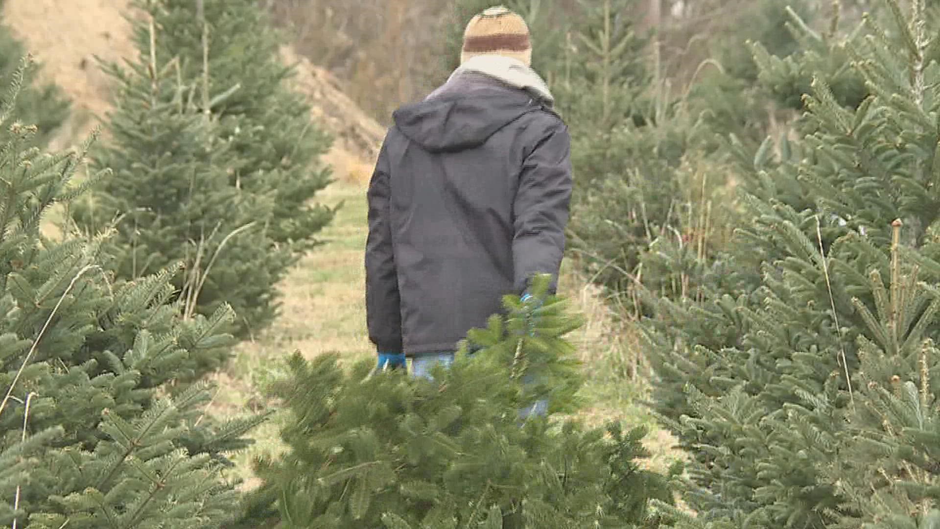 Wyffels Tree Farm opened for the season on Friday, Nov. 26 and several families came to continue the tradition of cutting down their Christmas tree.