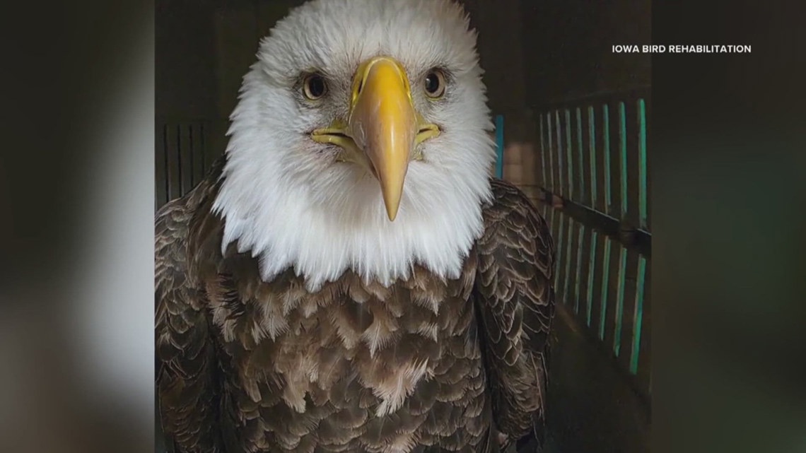 Iowa nonprofit saves eagles with lead poisoning