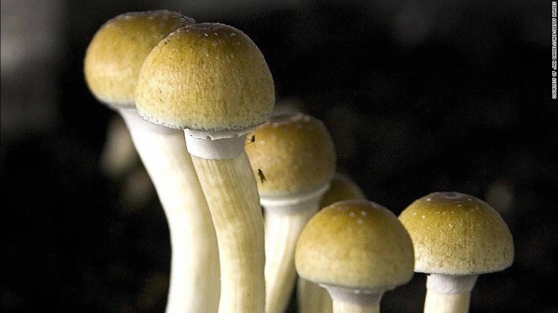 Pain, Hope, and Science Collide as Athletes Turn to Magic Mushrooms - KFF  Health News