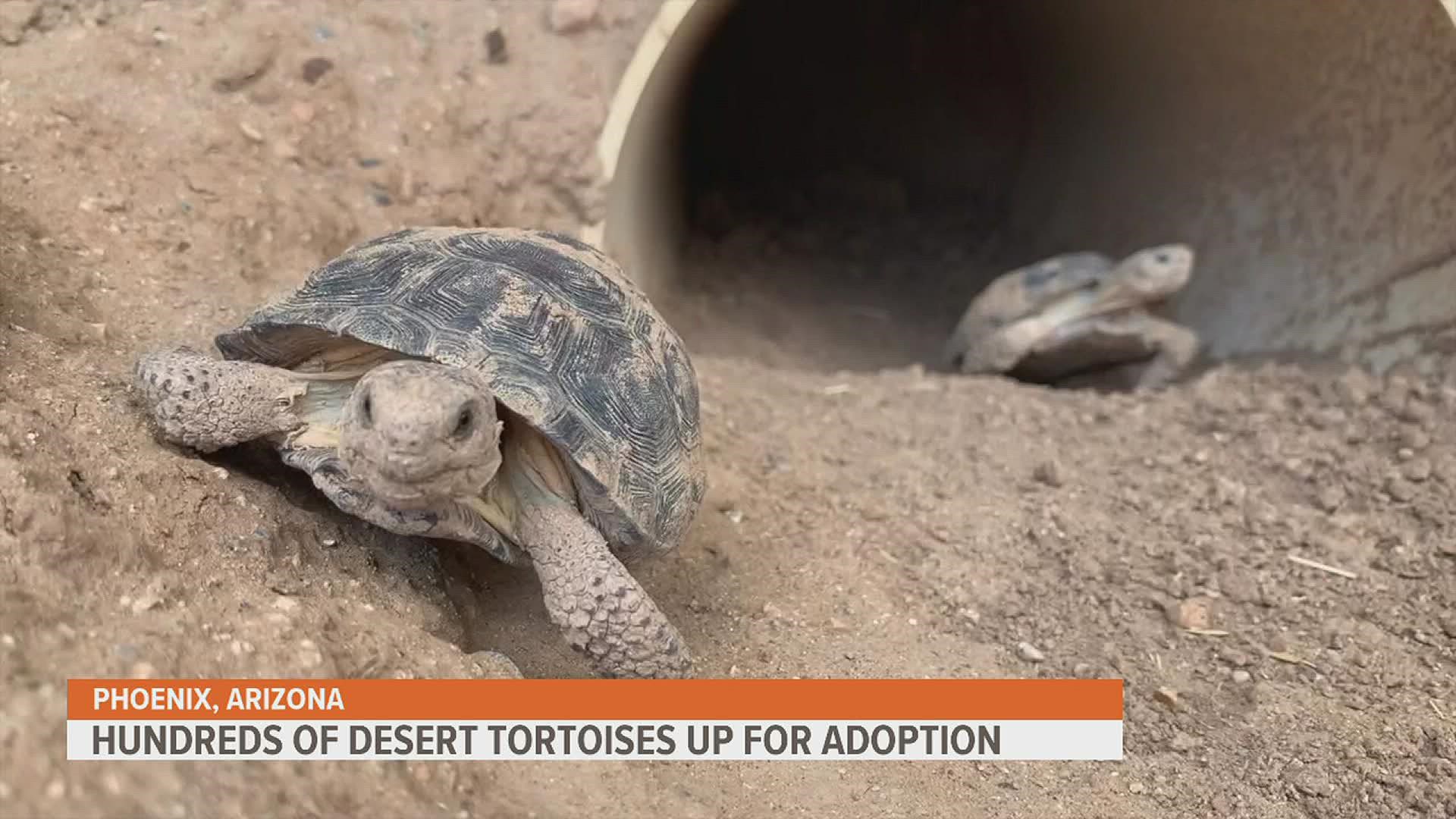 All of the tortoises have been seized from either illegal breeding operations or given up by owners who could no longer care for them.