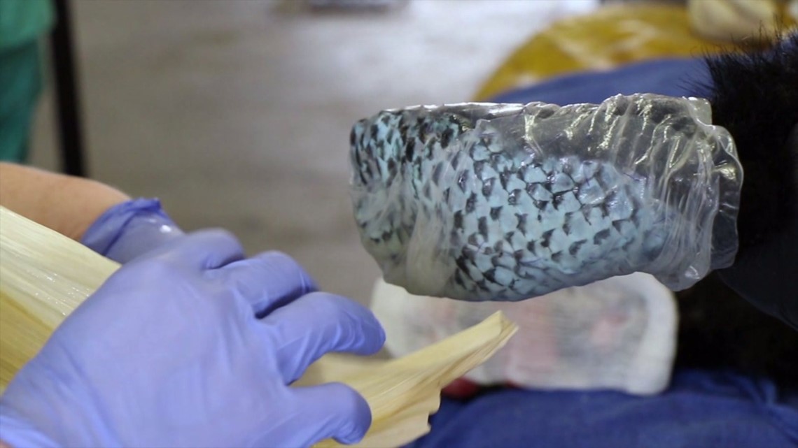 Vets use fish skin to treat bear cub burned in California wildfire