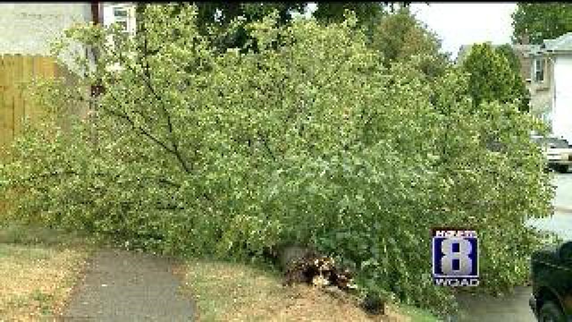Tree Falls During Storm