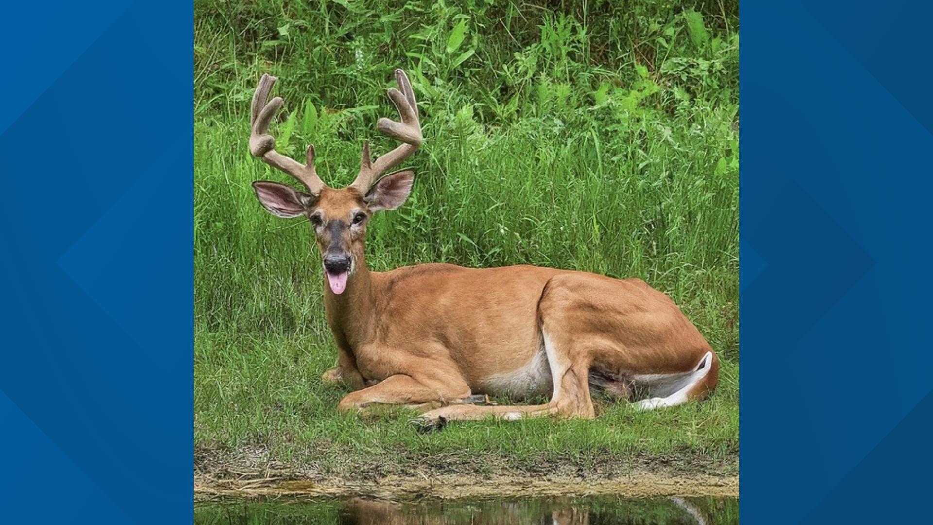 The state saw its second-worst outbreak of hemorrhagic disease in 2023. Now, anyone who finds a dead deer is encouraged to report it through an online portal.