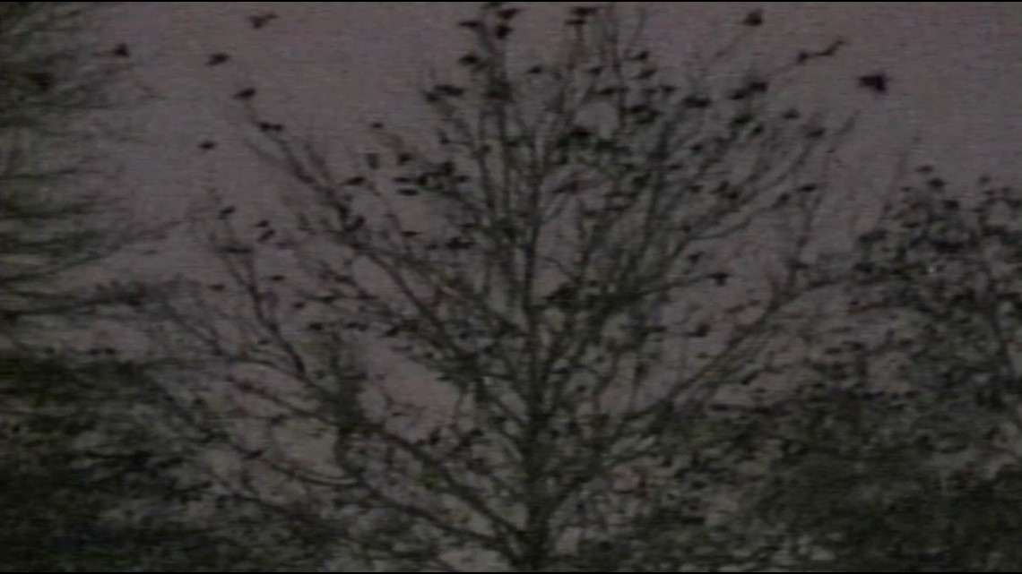 Flashback Friday: The Knox County Courthouse went to the crows! - Vimarsana News
