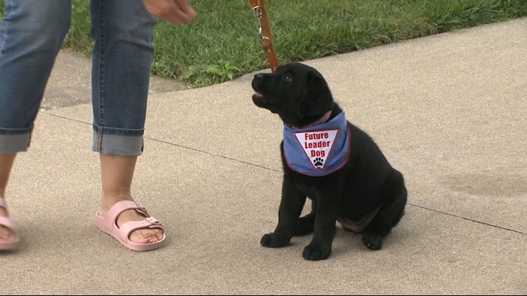 Moline couple raises service puppy to help blind veterans, first responders