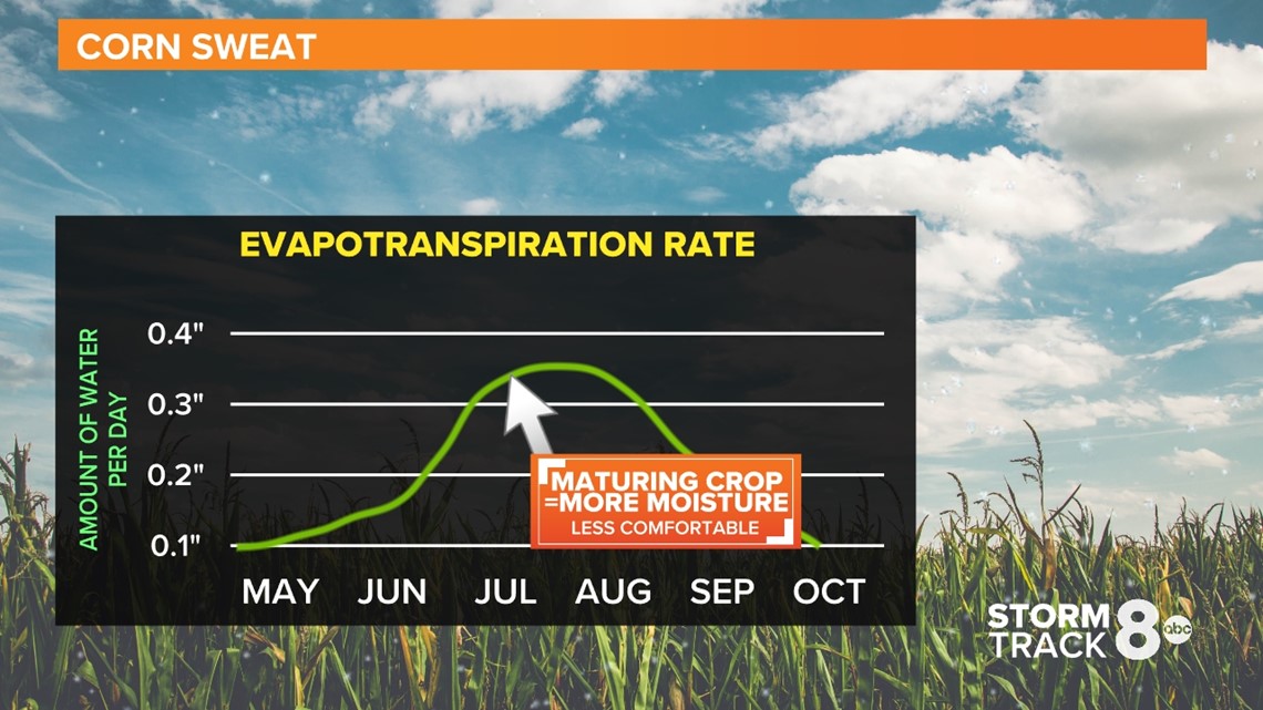 Corn sweat What is it, how does it affect summer humidity?