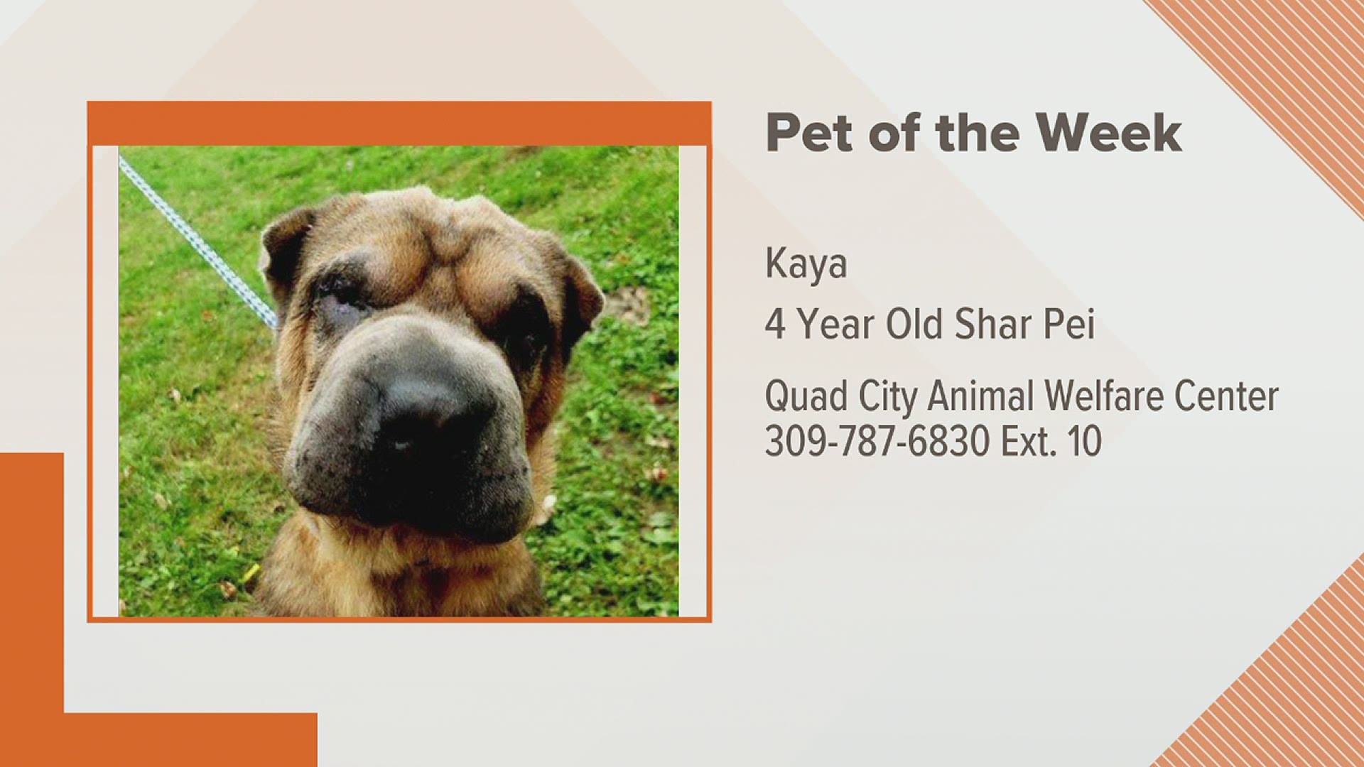 The Quad City Animal Welfare Center's Pet of the Week for October 12th is Kaya the Shar Pei!