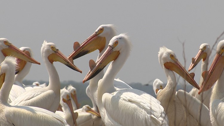 Thousands of pelicans nest just north of the QC, but erosion is threatening the rare phenomenon
