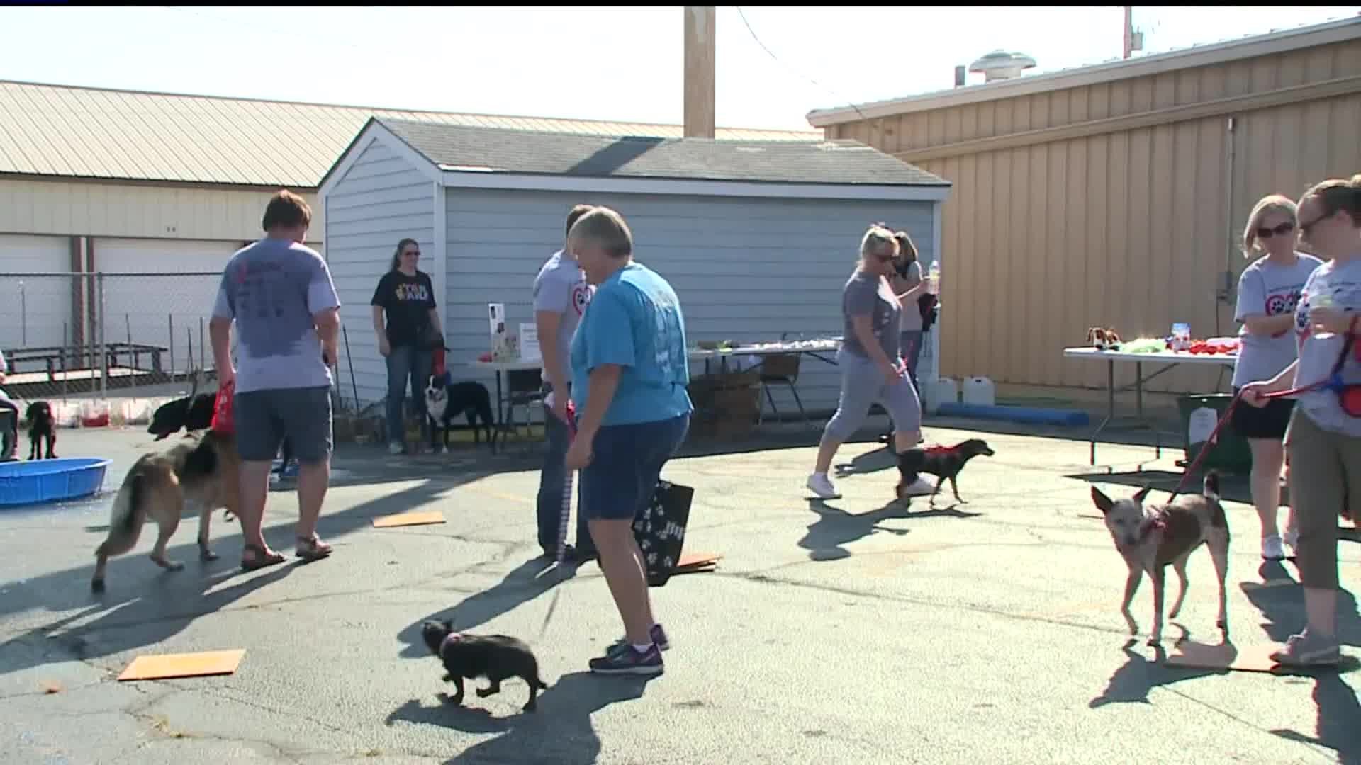 Dogs and walkers stroll 1.5 miles to support animal shelter at 17th Mutt Strut