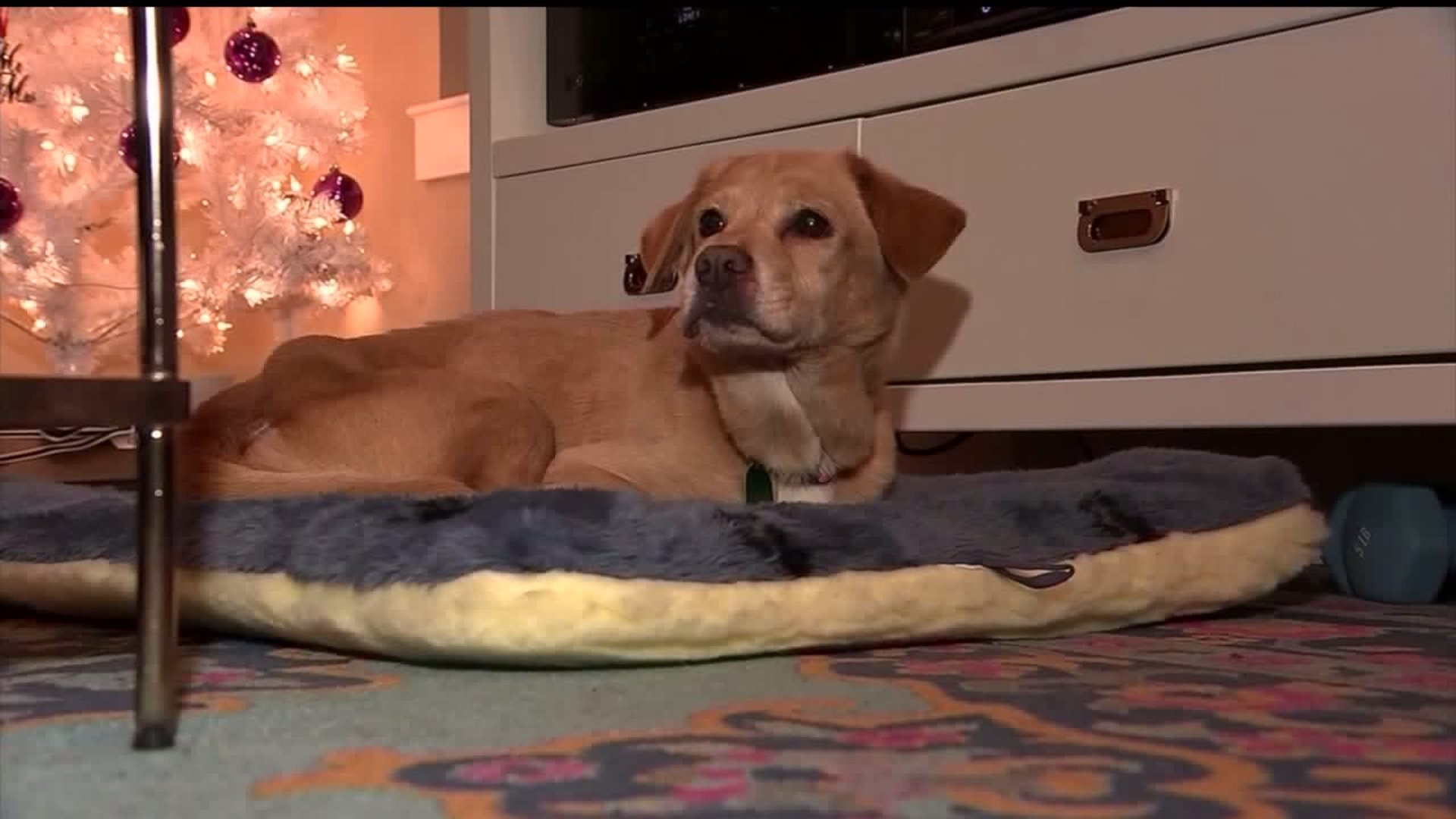How this sneaky dog found herself a new home