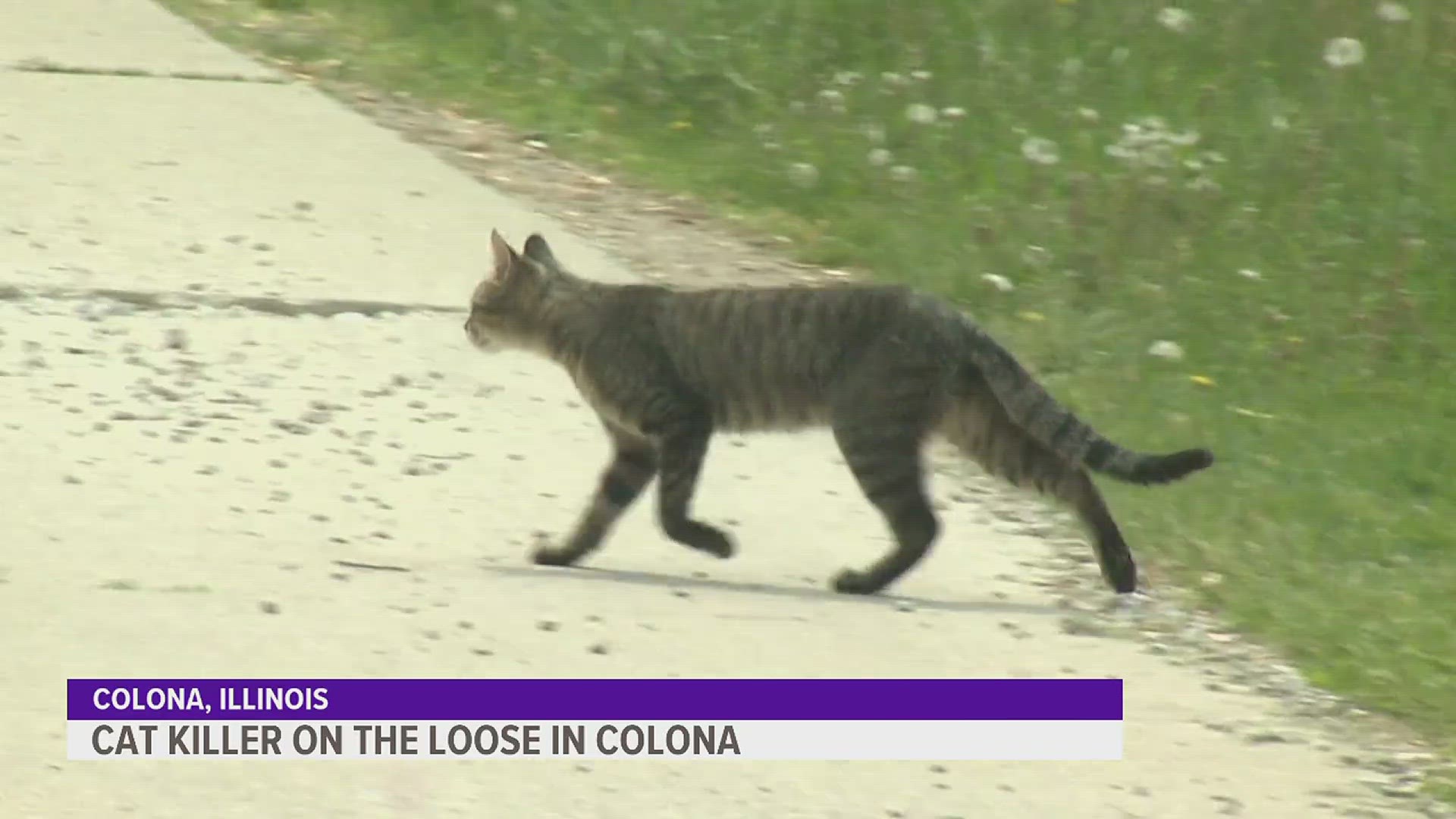 4 cats were found with bullets wounds since May 12 at Colona Park. Police don't know who is responsible.