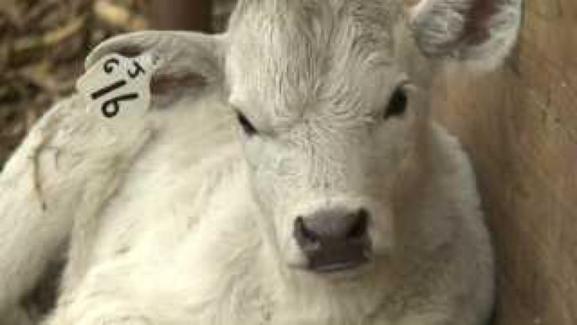 Henderson County farmers offer \"maternity ward\" for cows