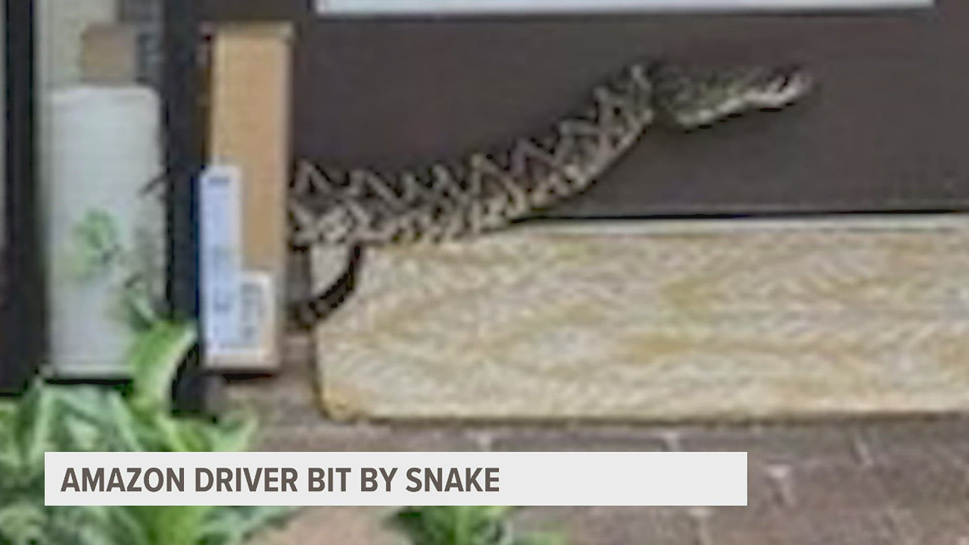 According to officials, the employee was dropping off an order Monday night when she was struck by an eastern diamondback rattlesnake.