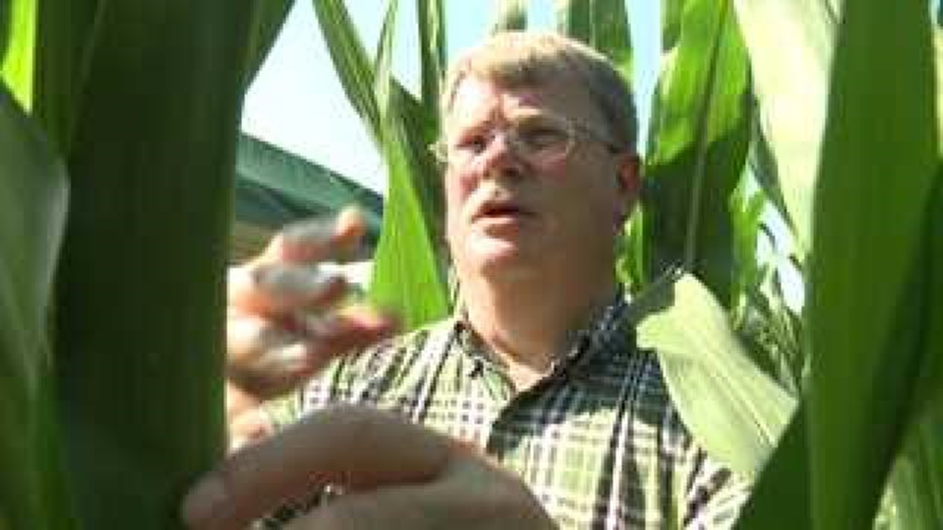 Illinois and Iowa corn outlook good so far