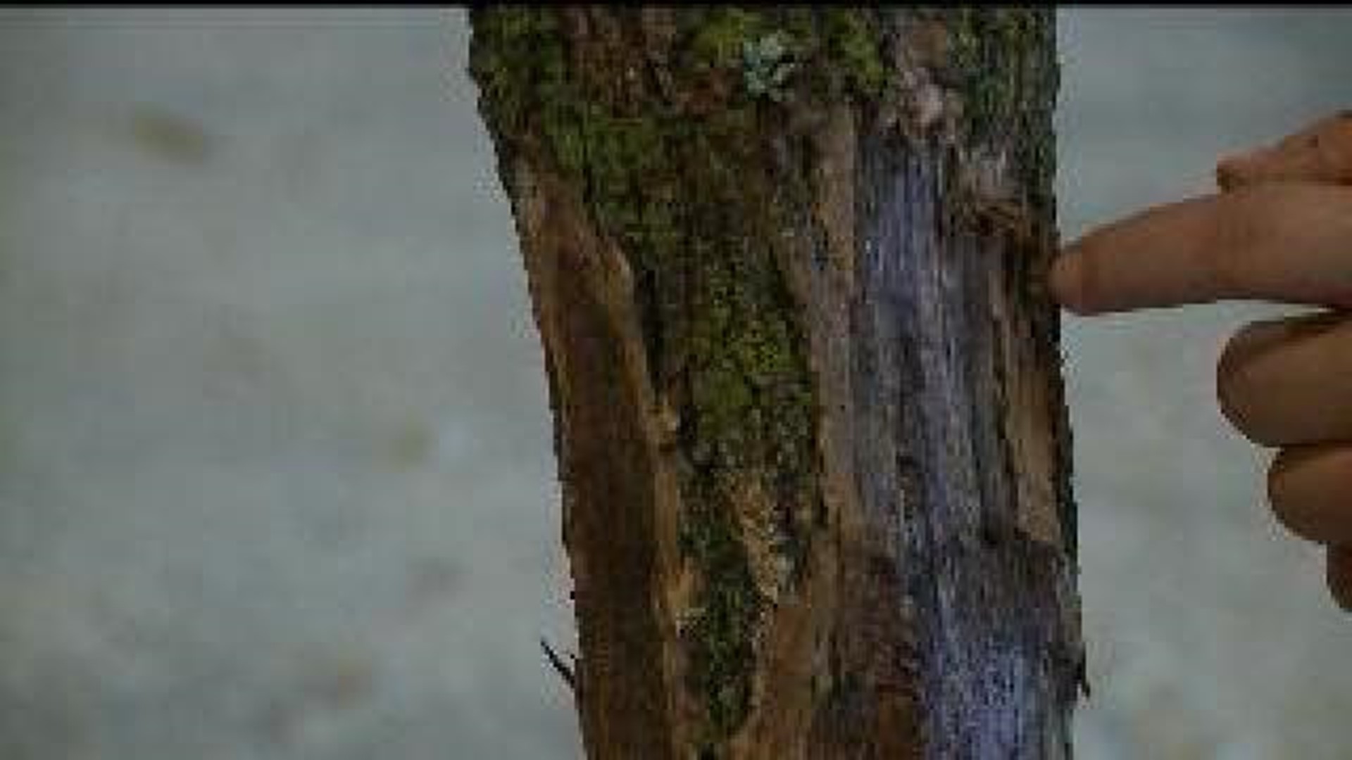 Emerald Ash Borer killing Burlington trees