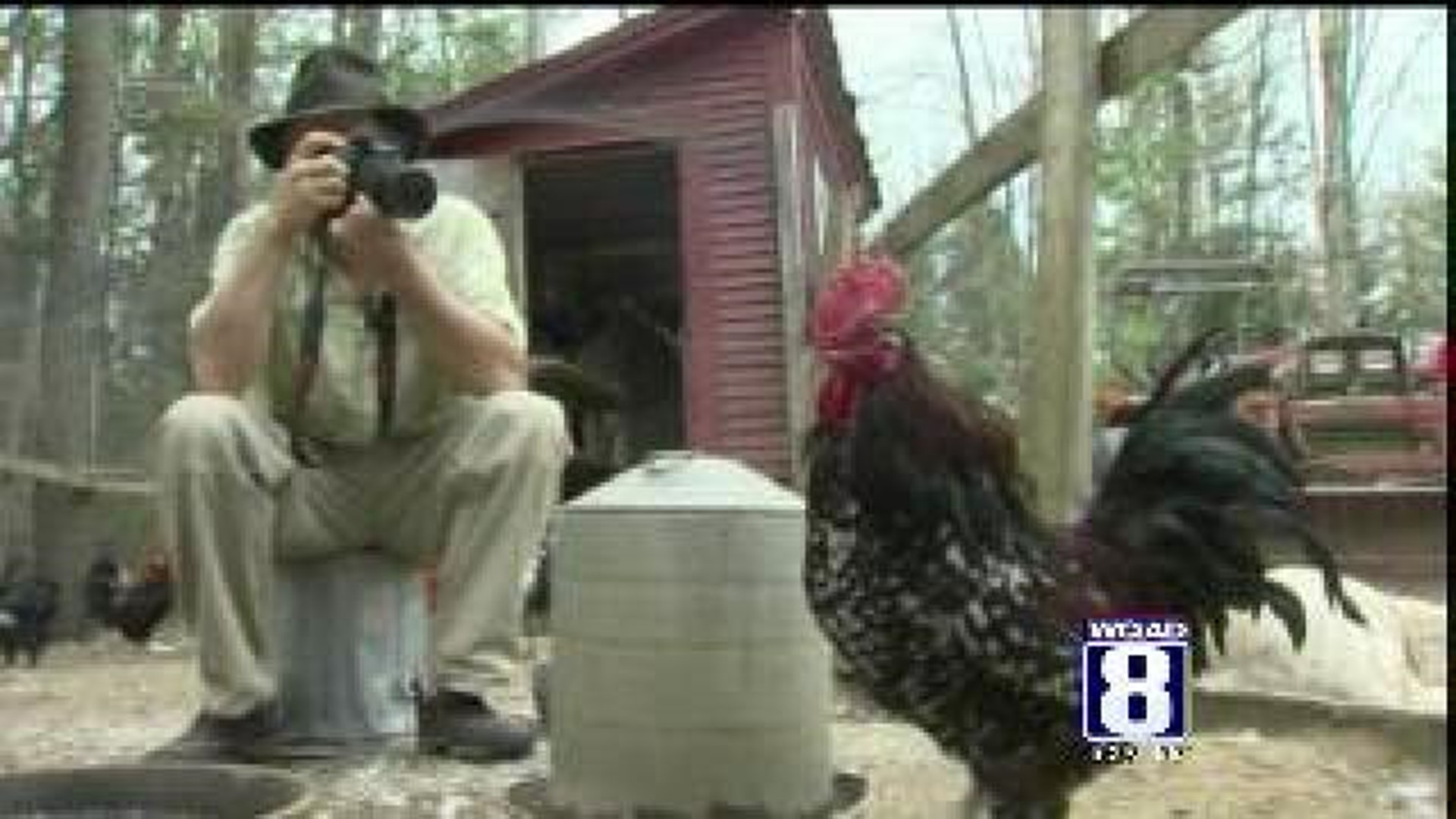 Photographer with chicken models