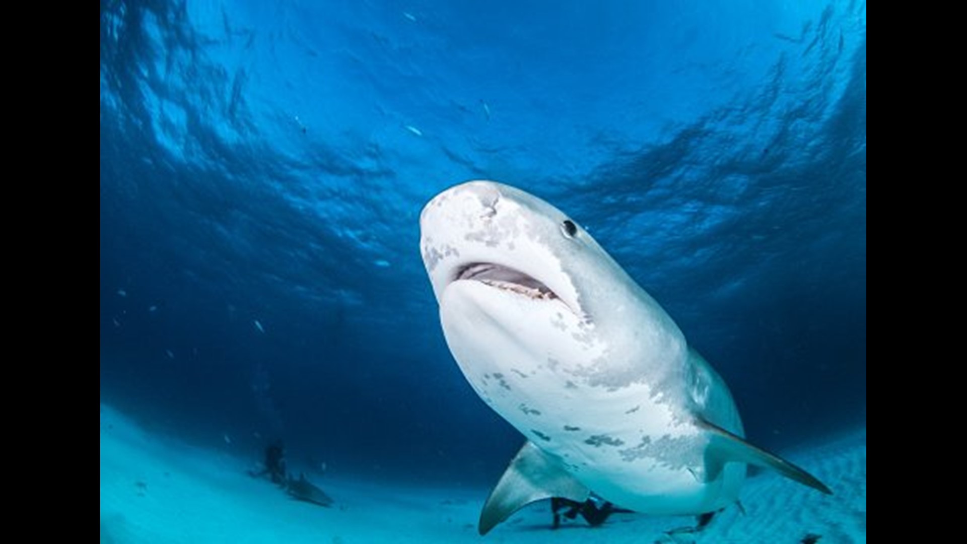 Tiger sharks prefer waters near human beaches in Maui