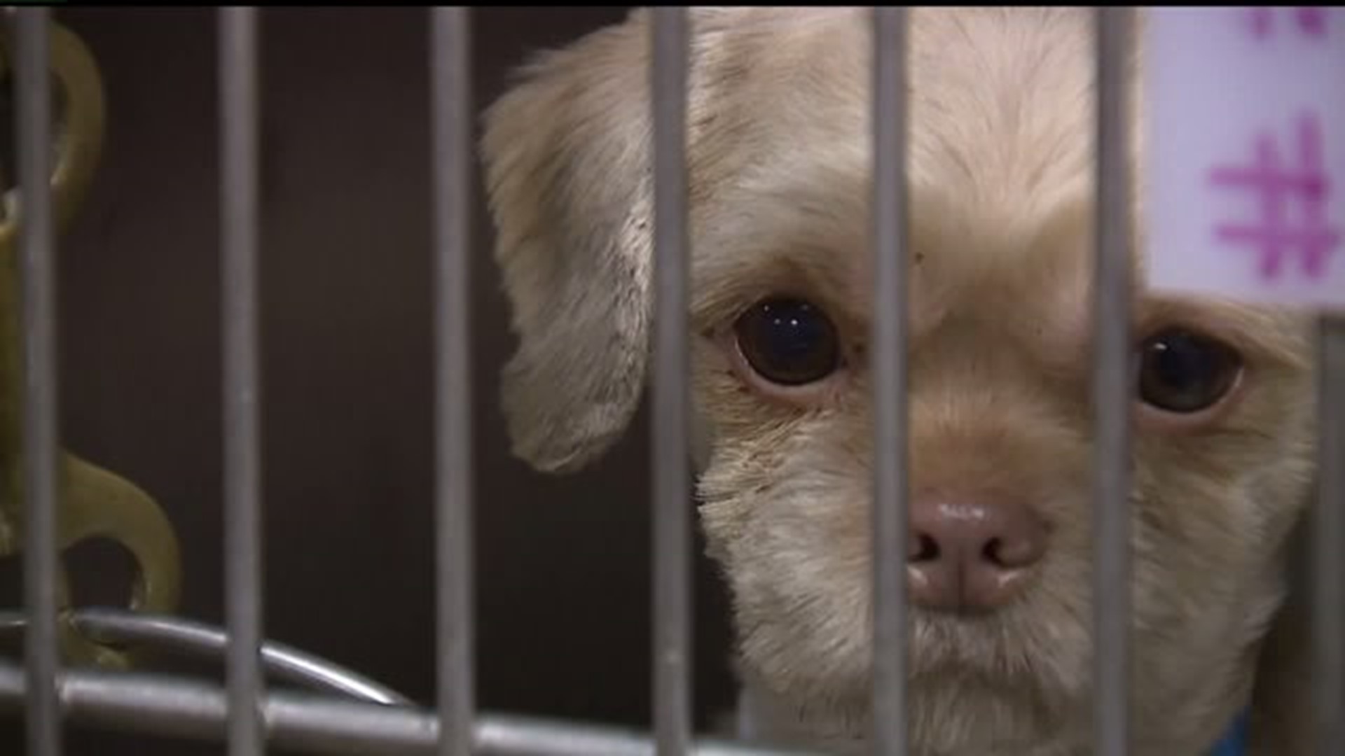 Dogs rescued ready for adoption