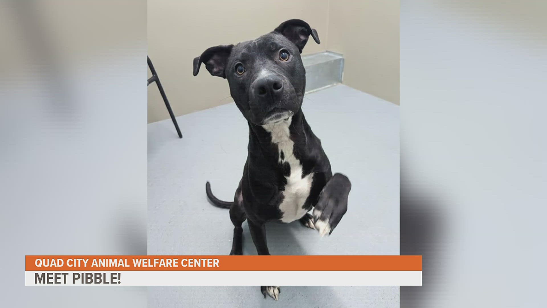 This 1-year-old pitty would thrive in a home with other dogs and older kids, but probably not with cats.