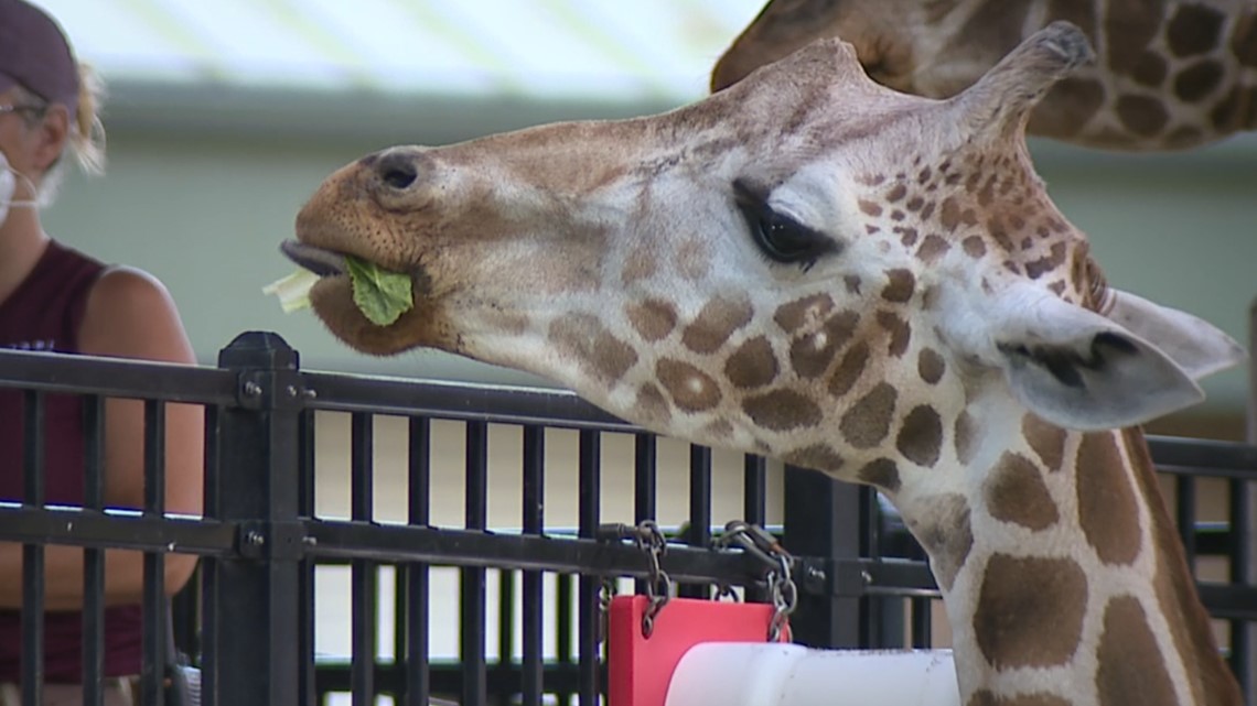 WATCH: Rising food prices are taking a bite out of Niabi Zoo's budget