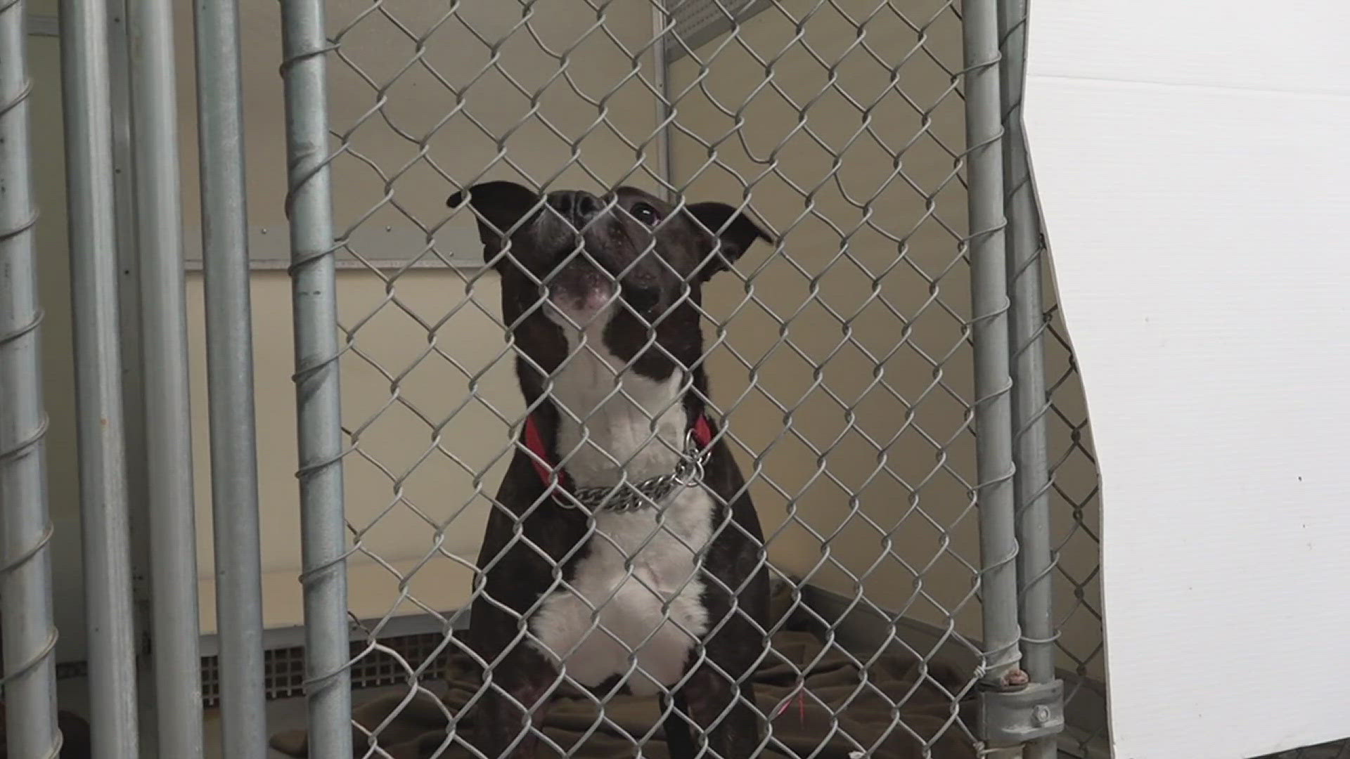 Shelter officials said they need to have 10 dogs placed by Thursday afternoon.