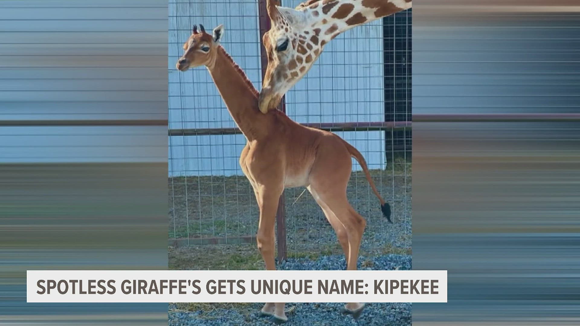 Experts believe the newly-named Kipekee is the only spotless giraffe in the world.