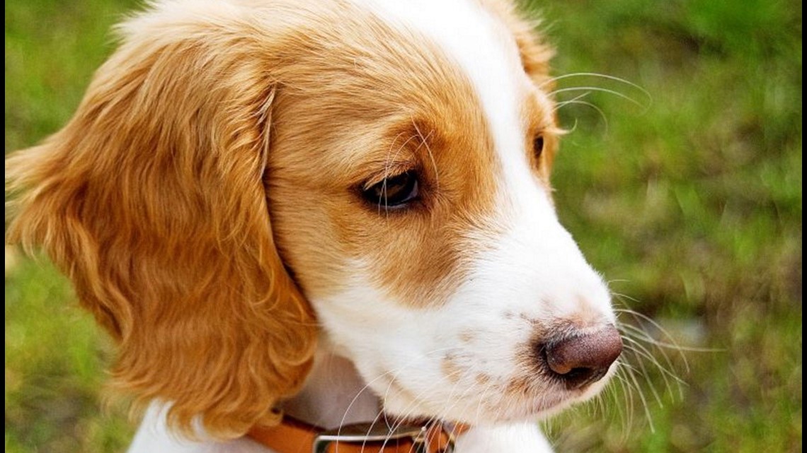 The top 25 best dog breeds