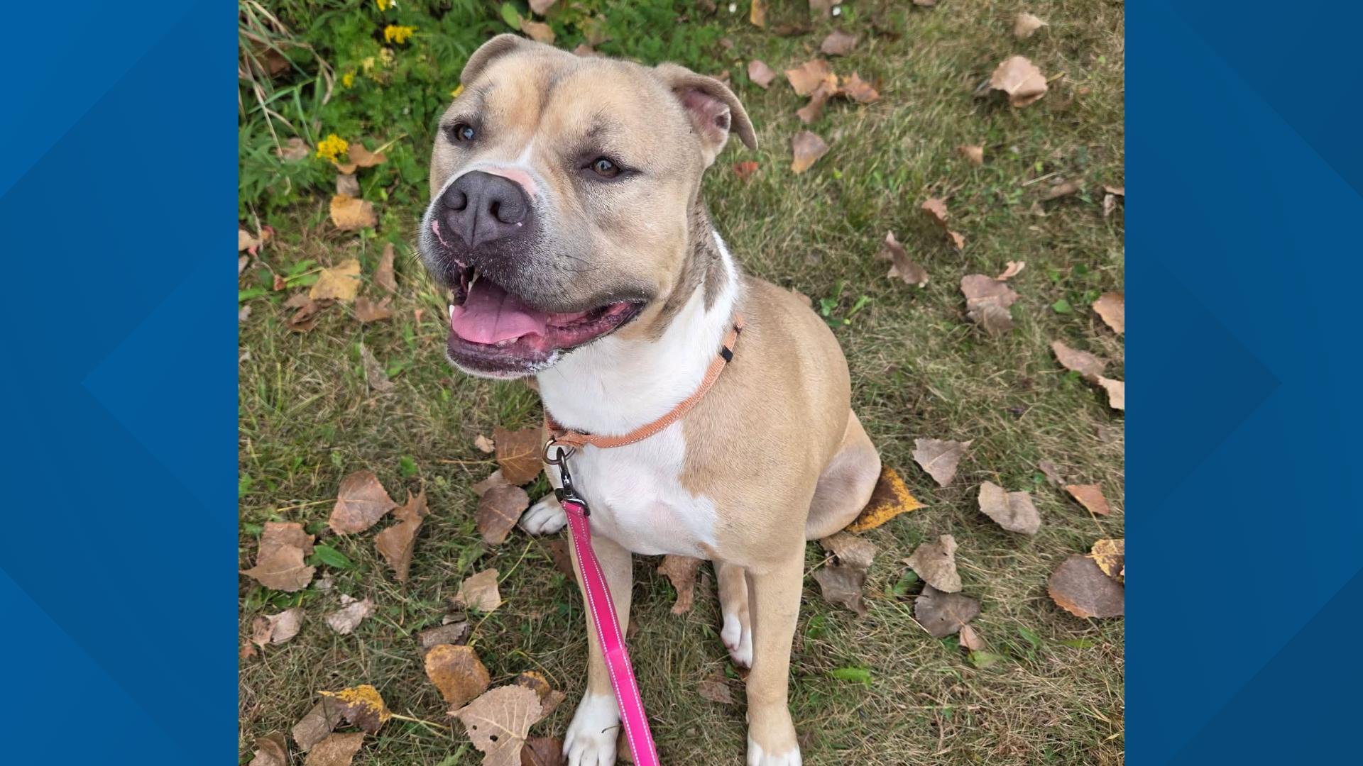 Whiteside County Animal Control to euthanize dog that bit owner