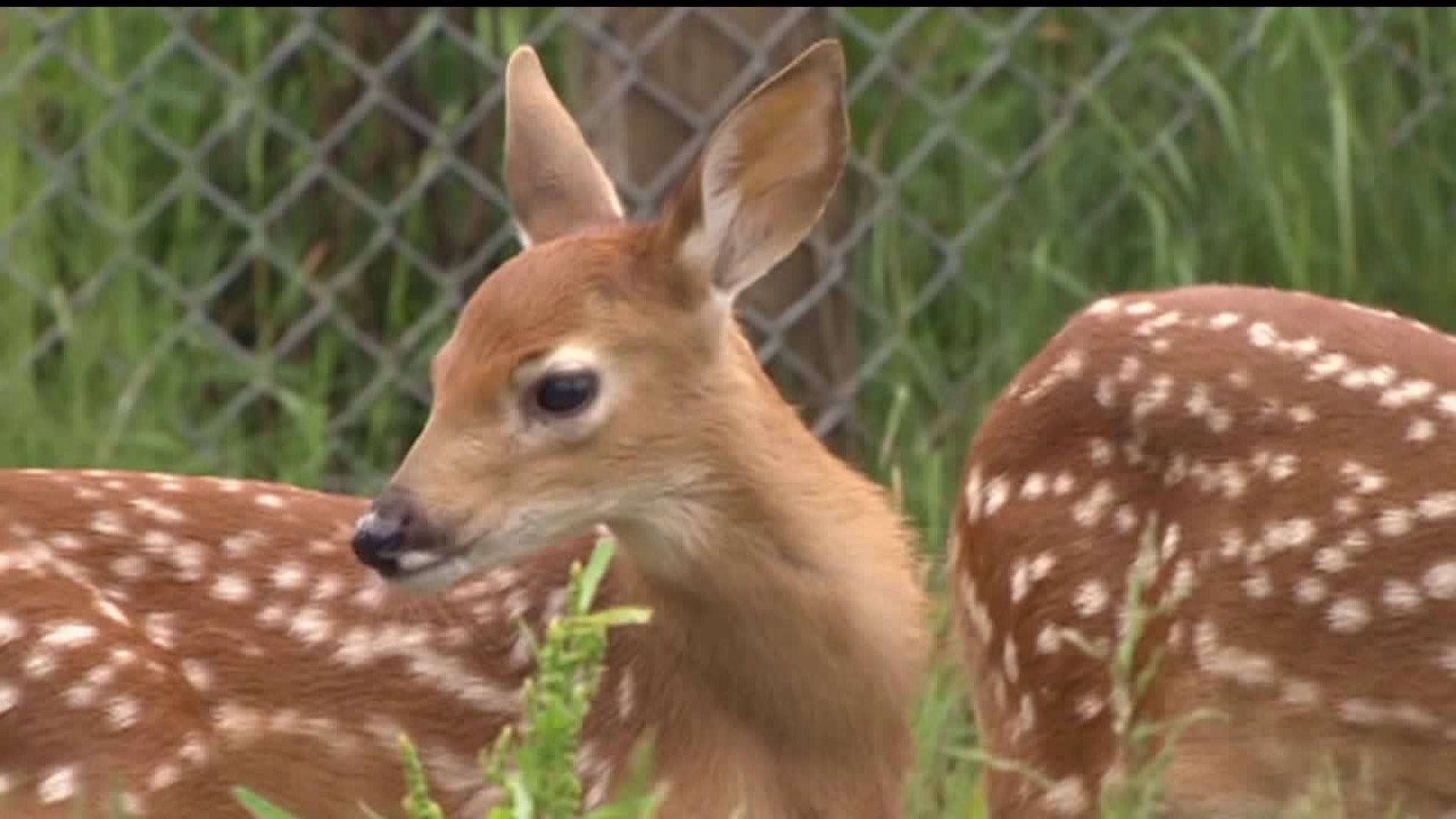 How You Could Get Tuberculosis From Deer