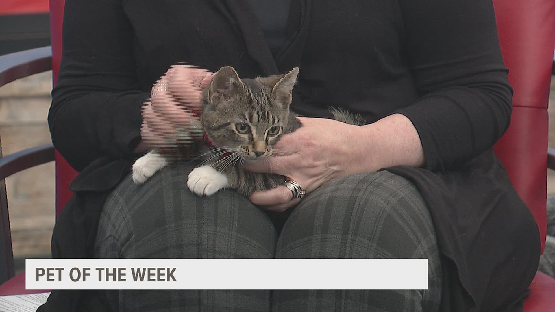 Patti McRae with the Quad City Animal Welfare Center joins us with Meatball, our pet of the week! Find out how you can help the Quad City Animal Welfare Center.