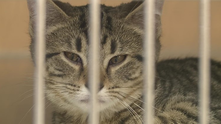 QCAWC launching 'It's Your Lucky Day' adoption promotion this St. Patrick's Day