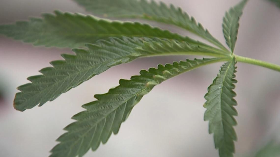 New cannabis regulations could be coming to Rock Island