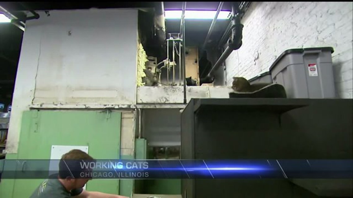 Working cats keep rats away at Chicago brewery