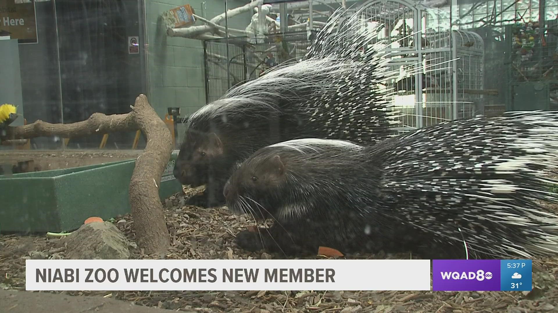 Niabi Zoo's newest addition: porcupine 