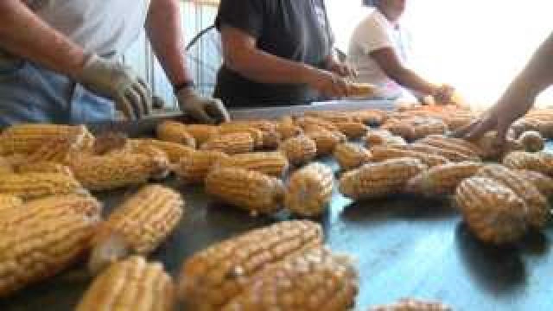 Seed corn harvest previews record season