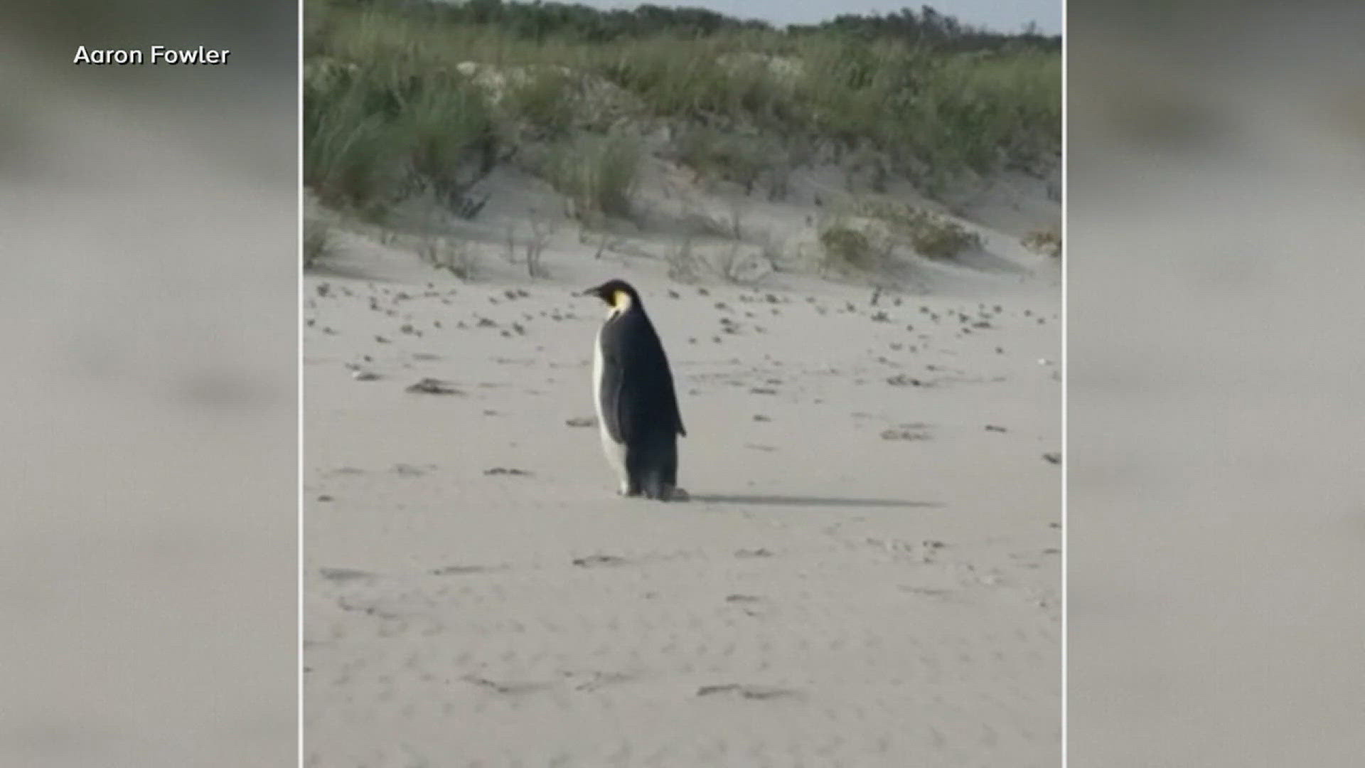 Experts believed the young pengiun folled a current while looking for food, which led to the young fella being discovered in a beach near Denmark.