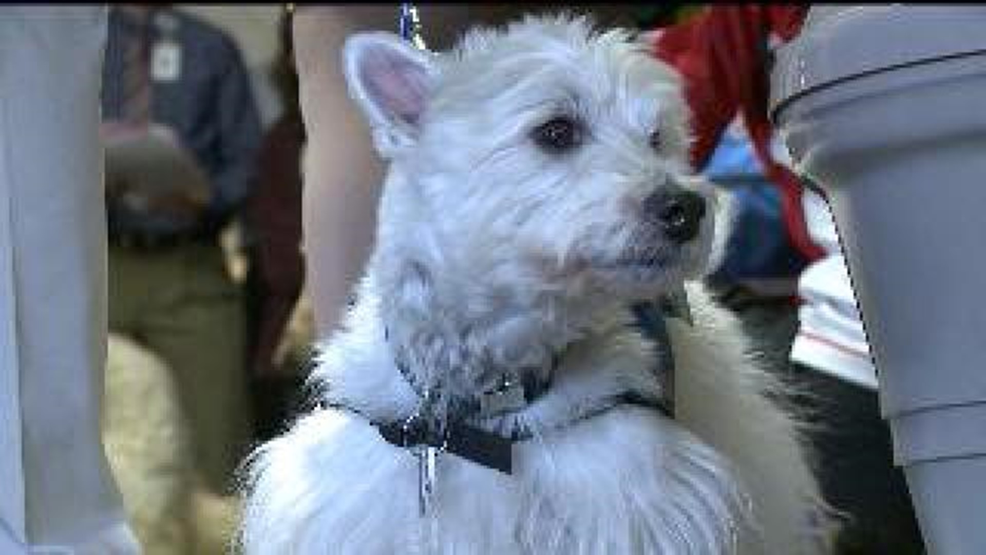 Volunteers recognized at a blessing of the pets service