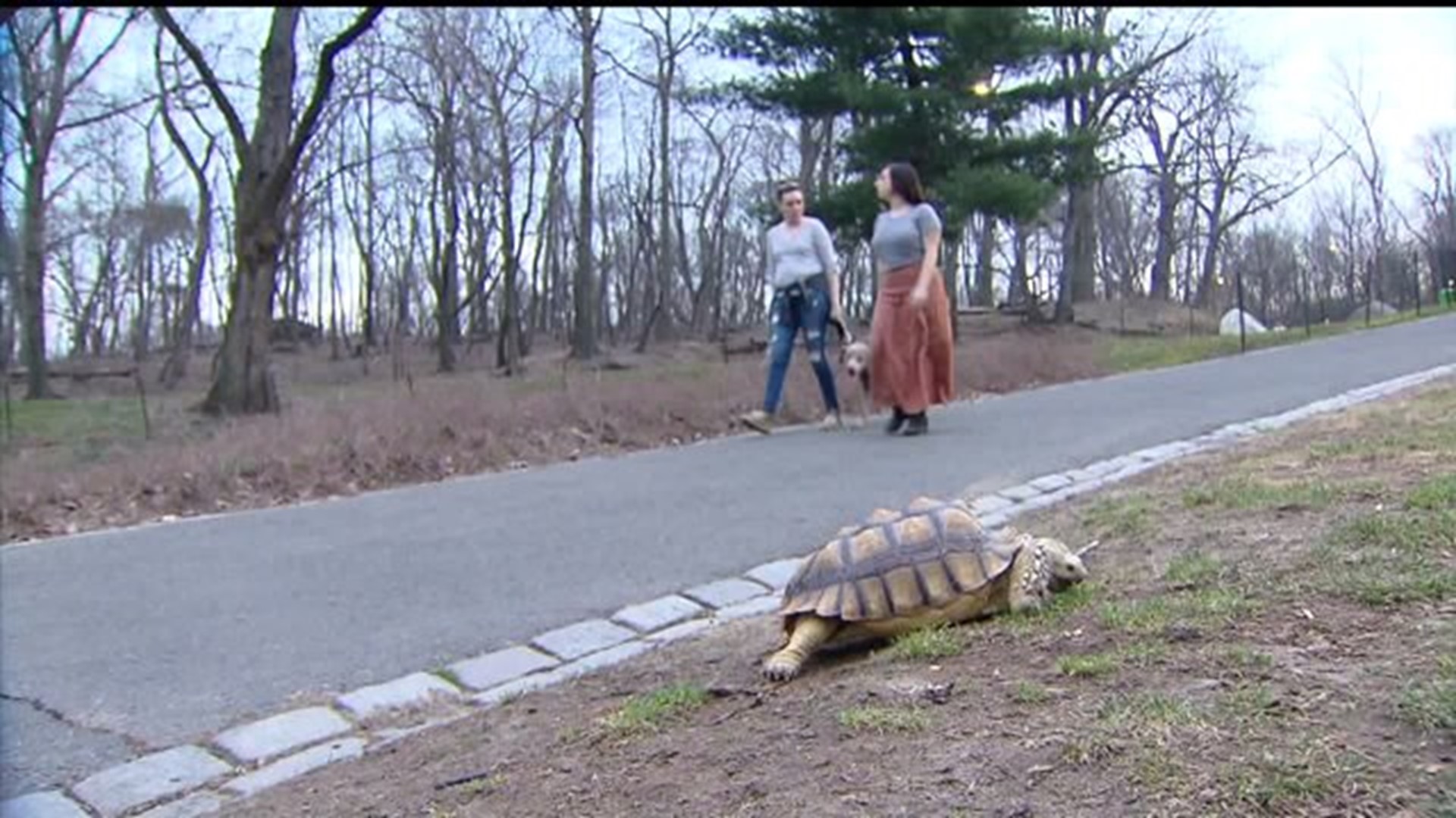 Woman seeks someone to walk her tortoise