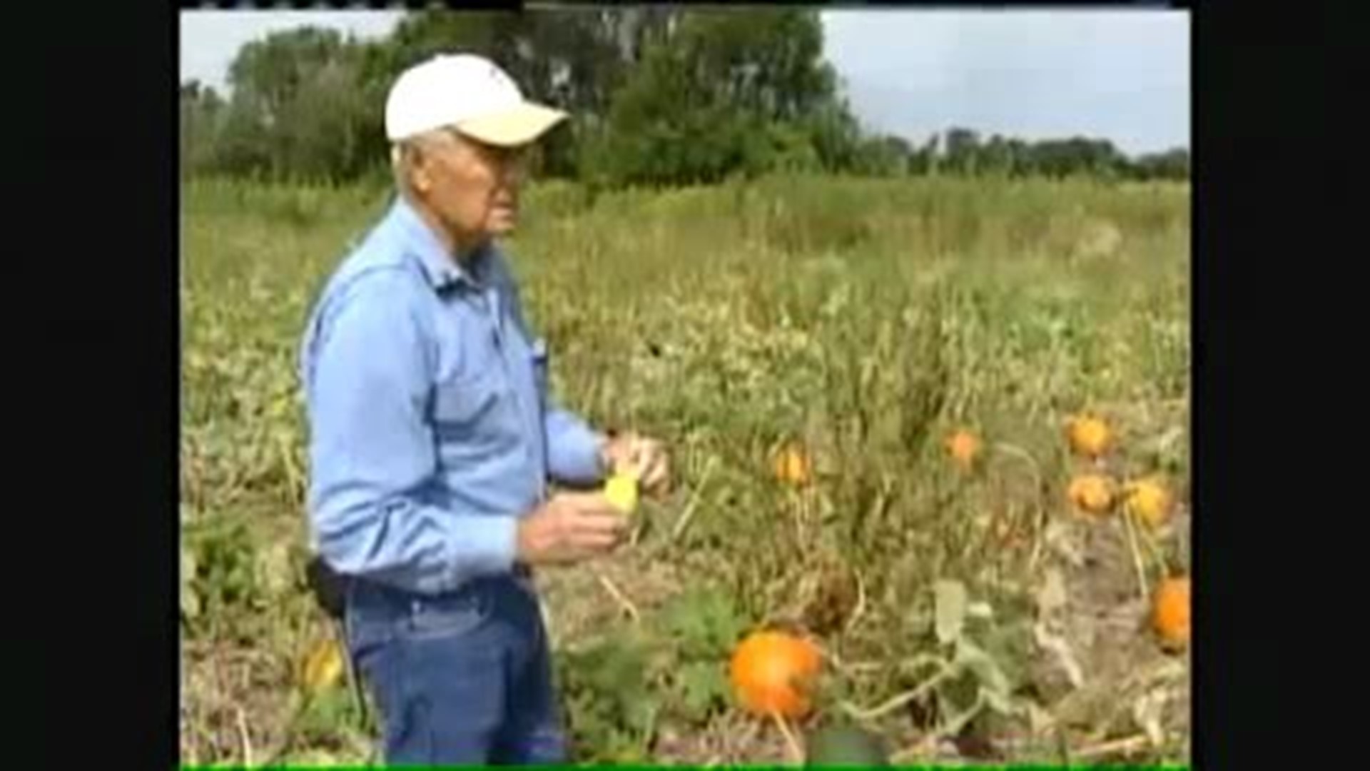 Pumpkin problems claim Neponset farmers crop