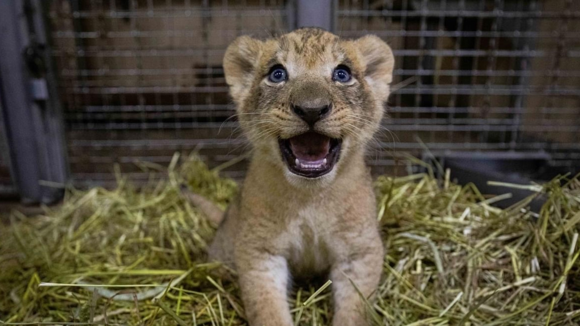 The animal advocacy group caring for the lion says the cub is a victim of people wanting to own wild animals.