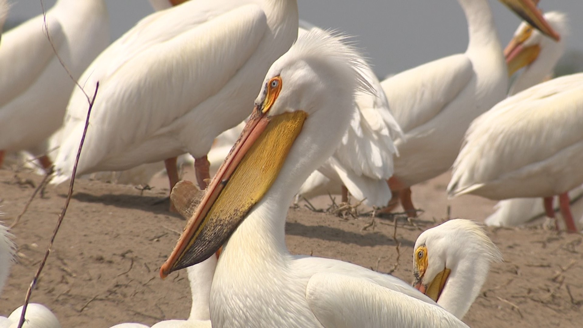It's the only documented location of pelicans nesting on the upper half of the Mississippi River. However, the sandy islands they nest on are quickly disappearing.
