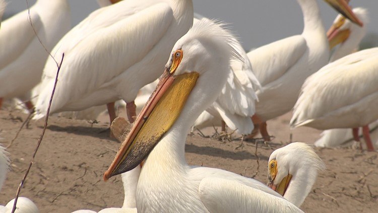 WATCH: Thousands of pelicans nest just north of the QC, but erosion is threatening the rare phenomenon