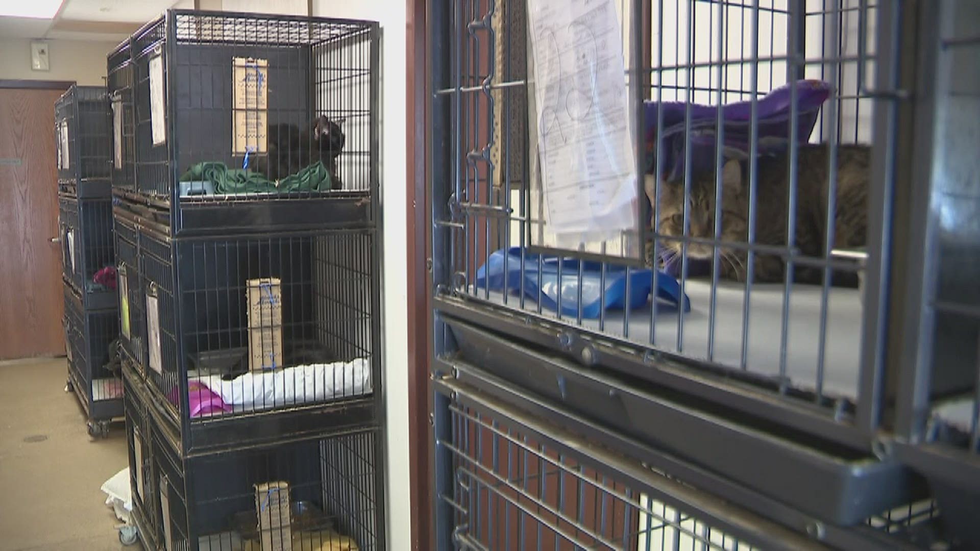 The shelter is filled to the brim with strays and newly-born litters and they're looking for families to adopt and foster.