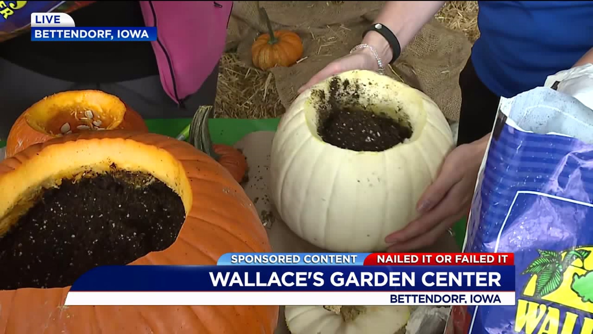 NAILED IT OR FAILED IT: Pumpkin Planters at Wallace`s