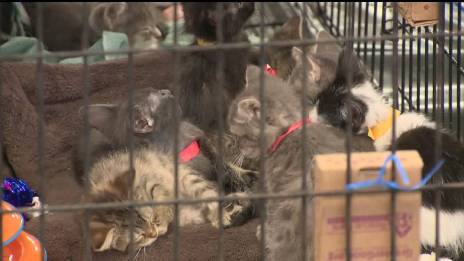 Hundreds of cats found in Iowa hoarding situation, some deceased