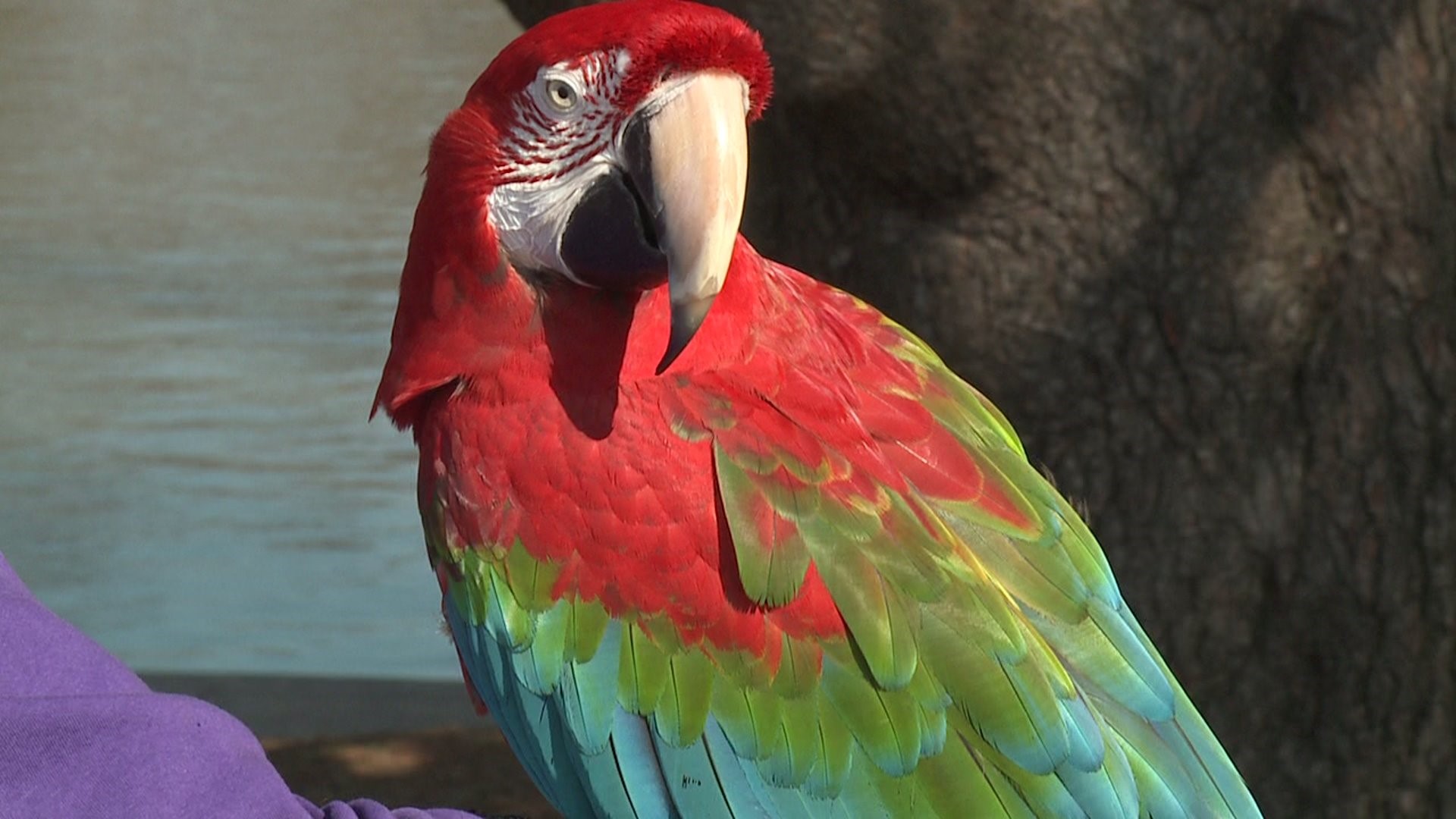Deuce the Parrot visits Vander Veer Park