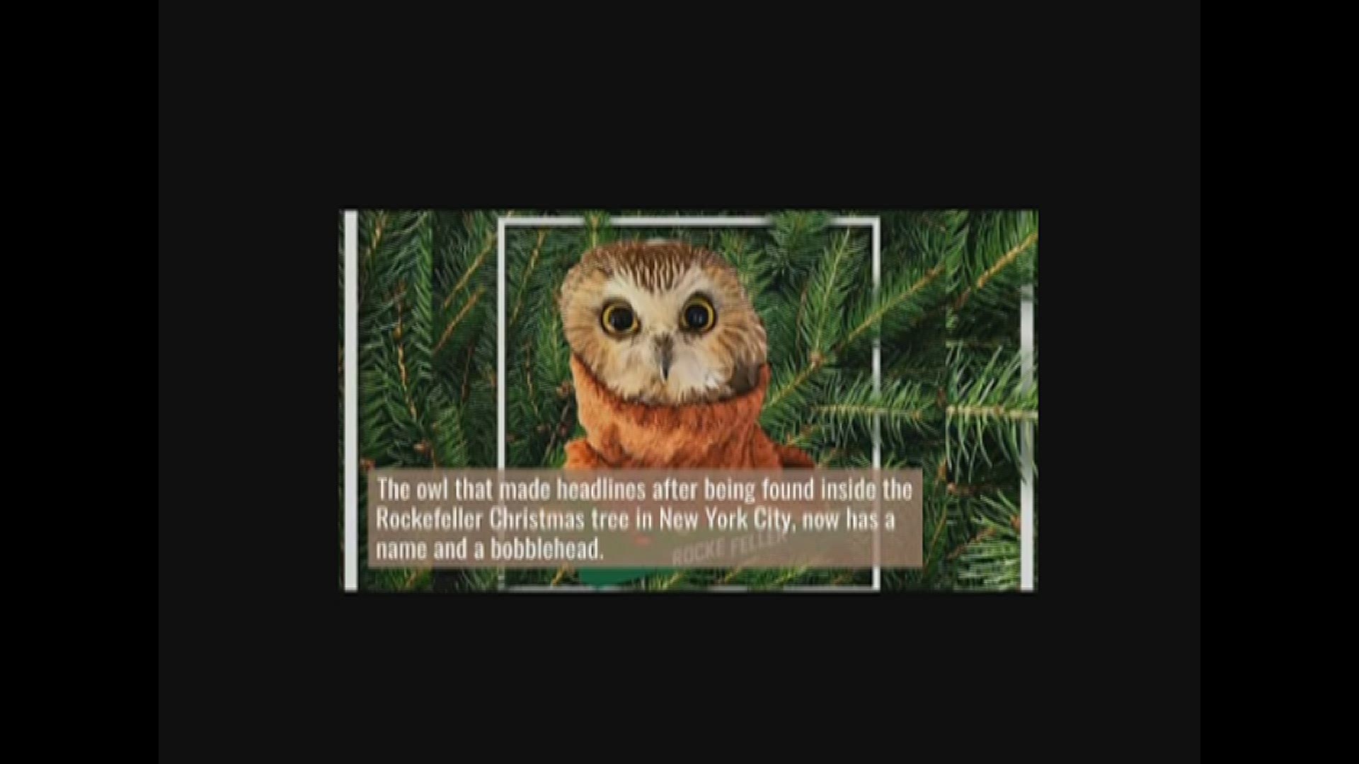 Rockefeller Tree Owl Is Now A Bobblehead Wqad Com