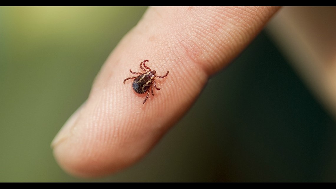 Outside time?Check for ticks